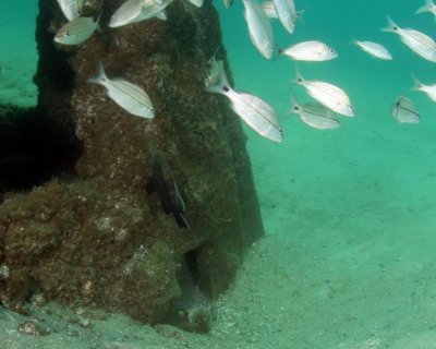 Black Seabass below tomtates