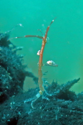 Skeleton Shrimp male
