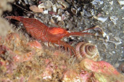 Peppermint Shrimp (Lysmata ankeri)