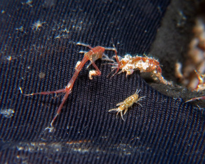 Skeleton shrimp and others