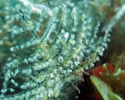 Hydroid covered in nudibranch eggs of Learchis Poica