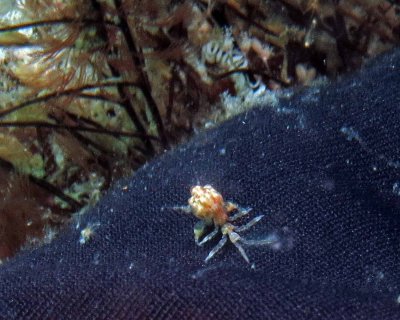 IA skeleton shrimp with brood pouch