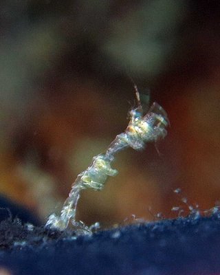 Small skeleton shrimp