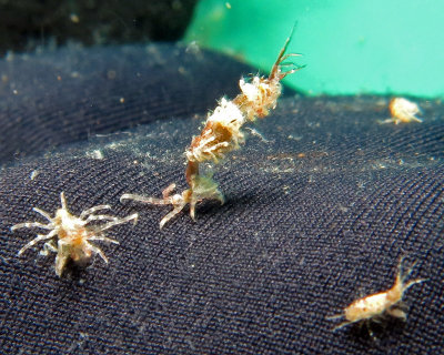 Skeleton shrimp covered in babies