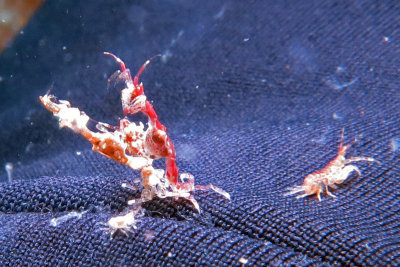 Skeleton shrimps with brood pouches