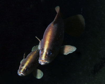 Whitespotted soapfish