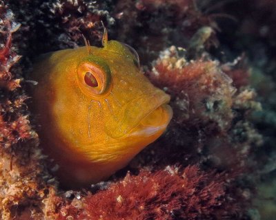 Seaweed Blenny