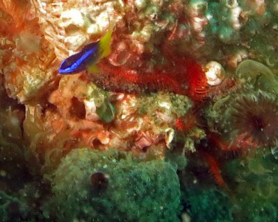 Yellowtail reeffish