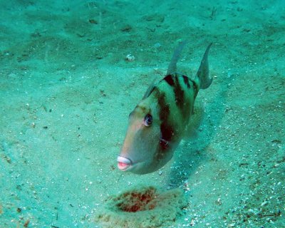 Gray triggerfish guarding nest