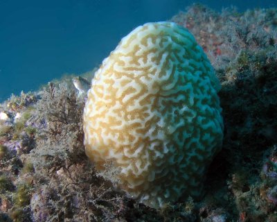 Tunicate