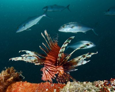 Lionfish and Amberjacks