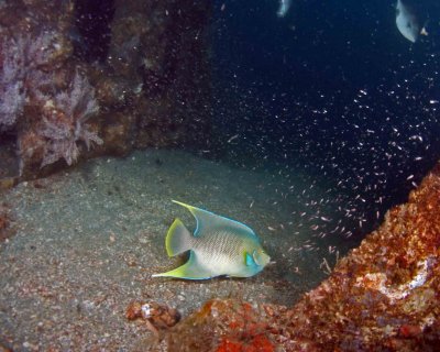 Blue Angelfish