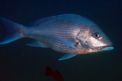 Red Snapper