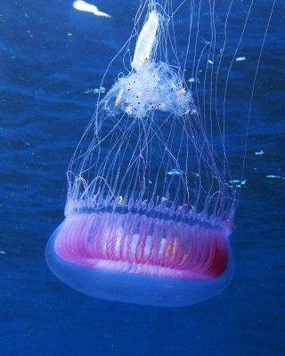 Jelly Hydromedusa