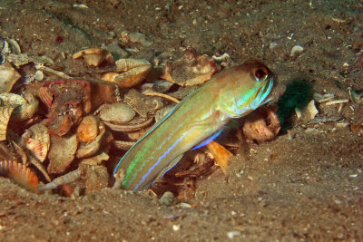 Moustach Jawfish - shoveling dirt