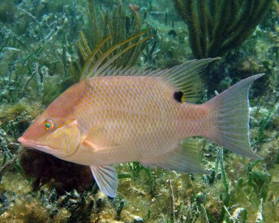 Hogfish