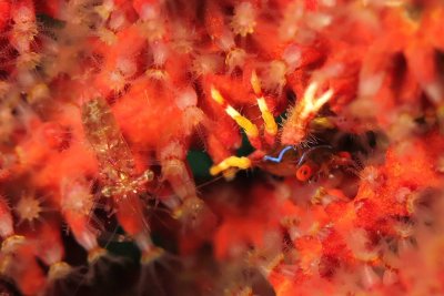 Unknown shrimp with a squat lobster