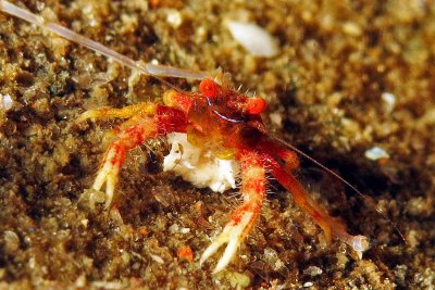 Squat Lobster