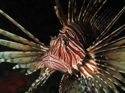 Lionfish