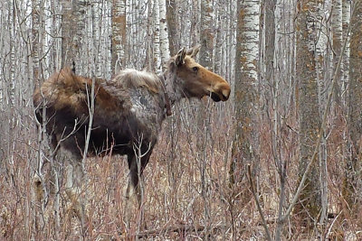 Moose at Elk Island National park