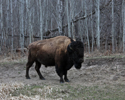 Bison at Elk Island National Park