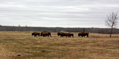 Bison at Elk Island