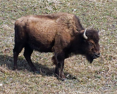 Roadside Bison