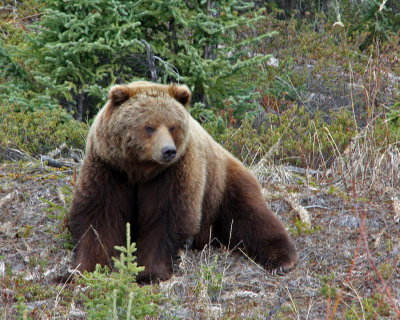 Grizzly Bear roadside