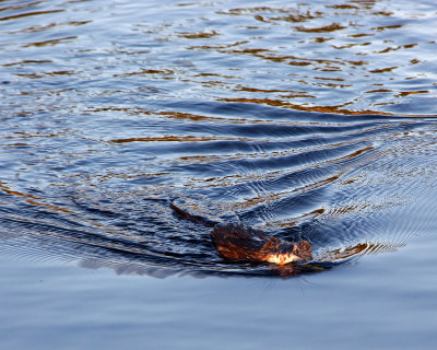 Beaver at Deadman Lake