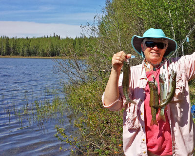 A few little rainbow trouts