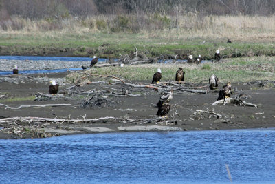 Eagles at Anchor Point
