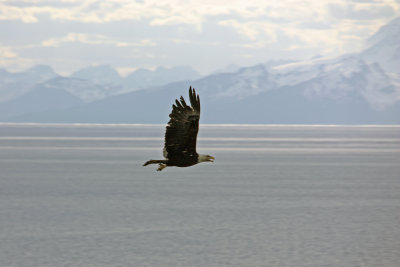 Eagle at our campground, Starisky