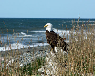 Bald Eagle at Anchor Point