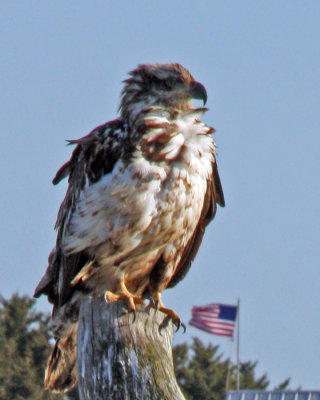 Golden Eagle with US Flag