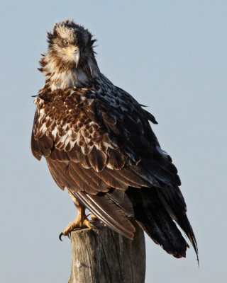 Golden Eagle