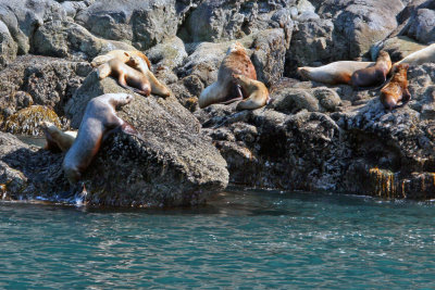 Sea lions are very good climbers