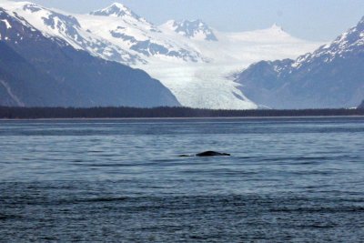 Sleeping humpback and a glacier