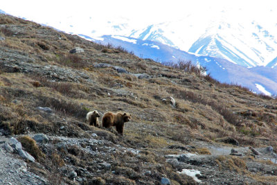 Grizzly and a yearling