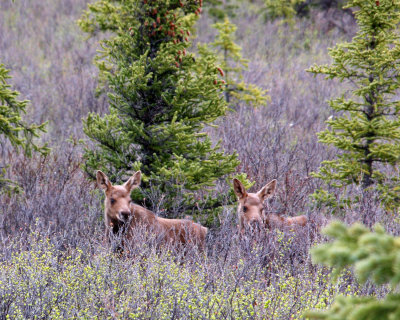 Twin calves
