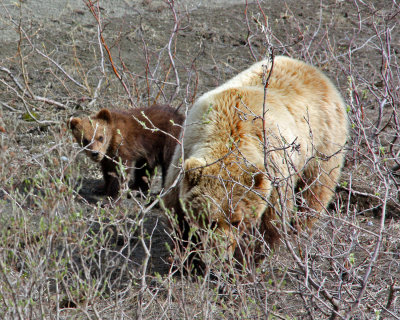 Female Grizzly with her cub