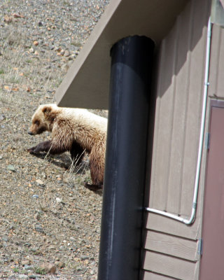 Careful when you come out of an outhouse...