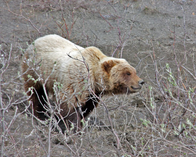 Male Grizzly