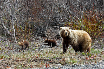 Female grizzly with two cubs