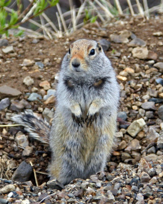 Ground Squirrel