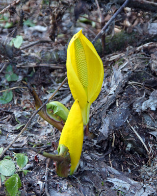 Unusual yellow flower