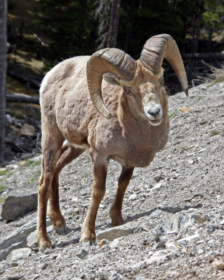 Bighorn