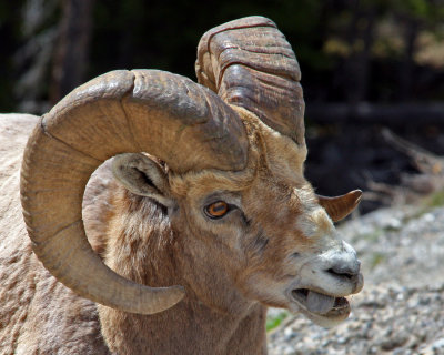 Bighorn