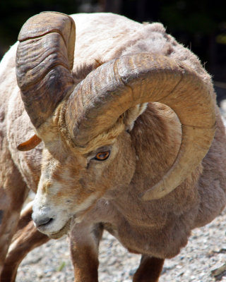 Bighorn