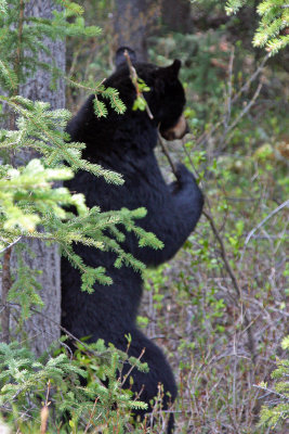 Black bear enjoying a back scratch