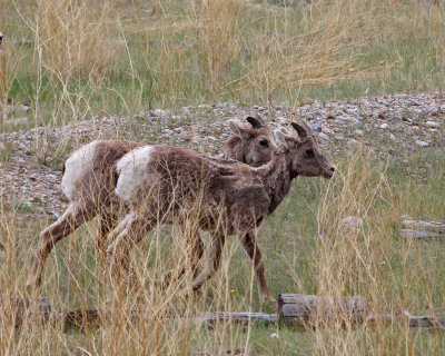 Young bighorns